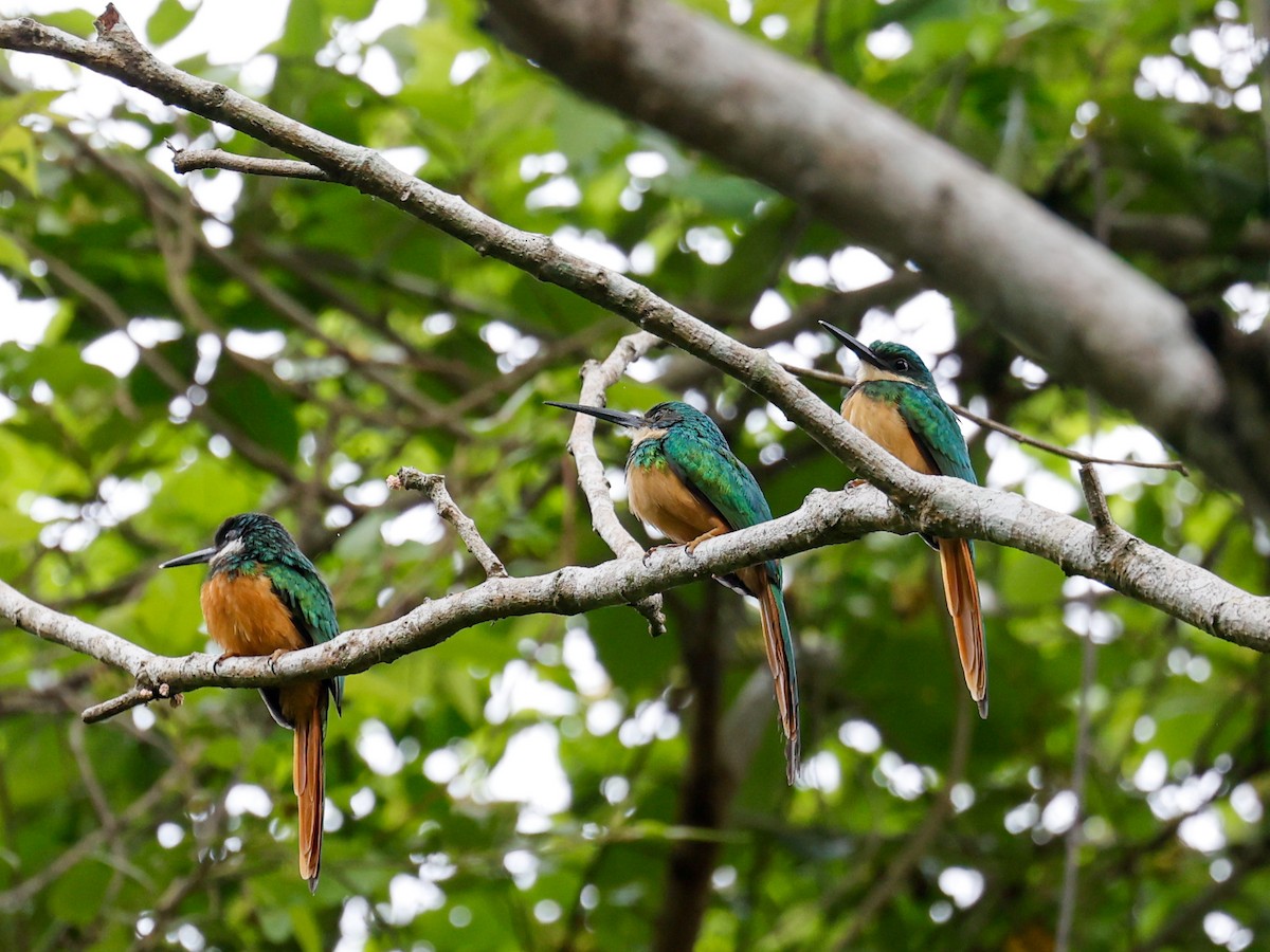 Rufous-tailed Jacamar (Rufous-tailed) - ML593611051