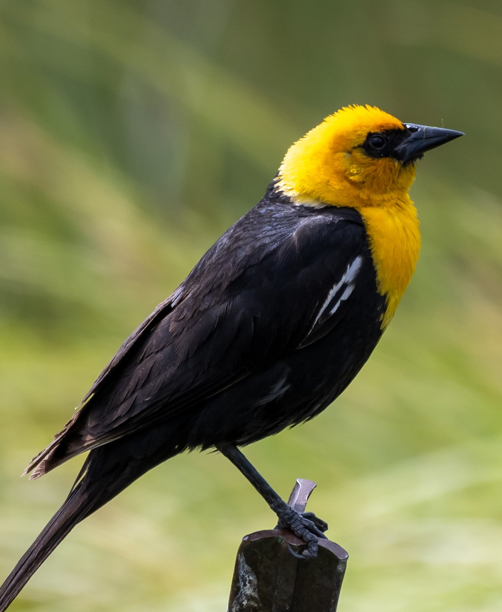 Yellow-headed Blackbird - Sheri Shimamoto