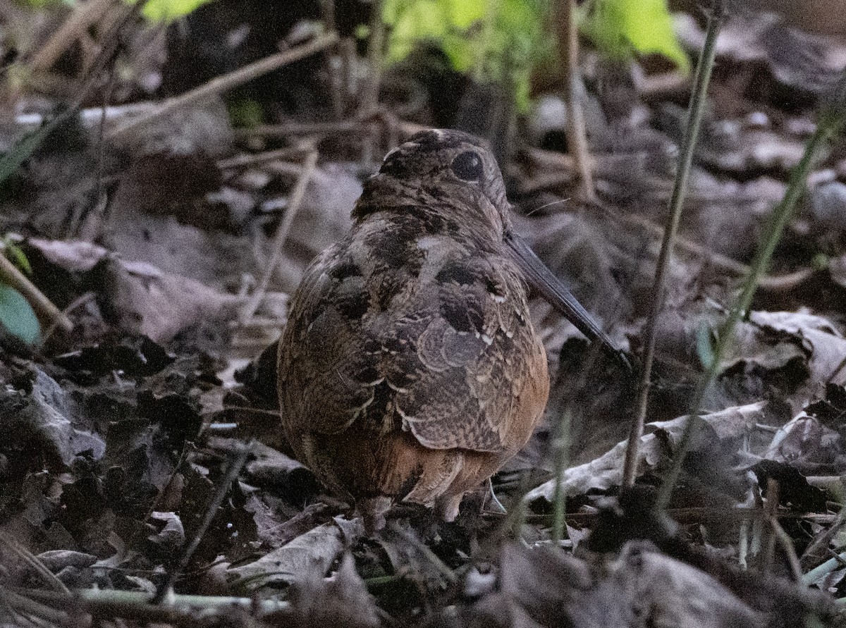 American Woodcock - ML593612631