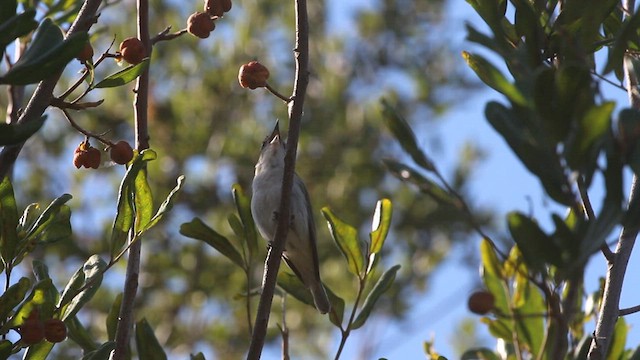 Kızıl Gözlü Vireo - ML593612981