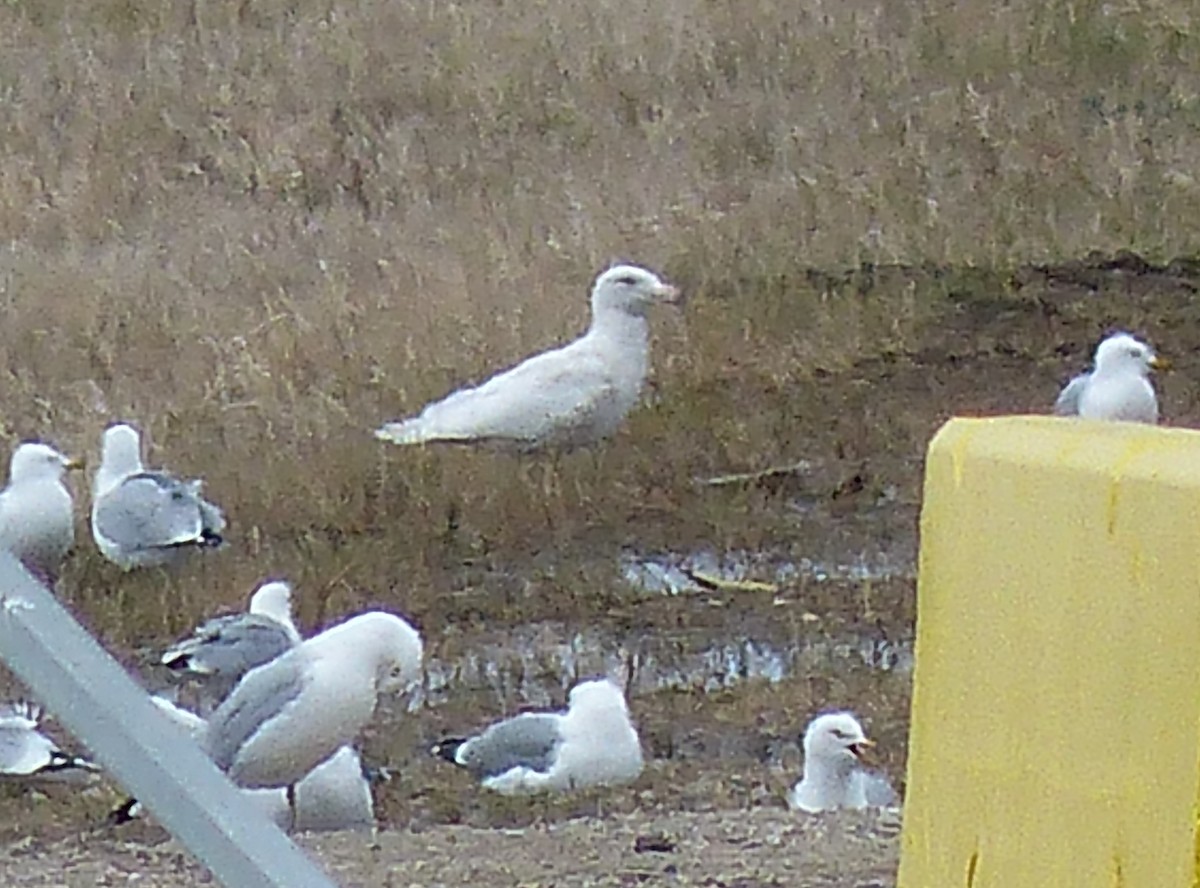 Glaucous Gull - ML59361371