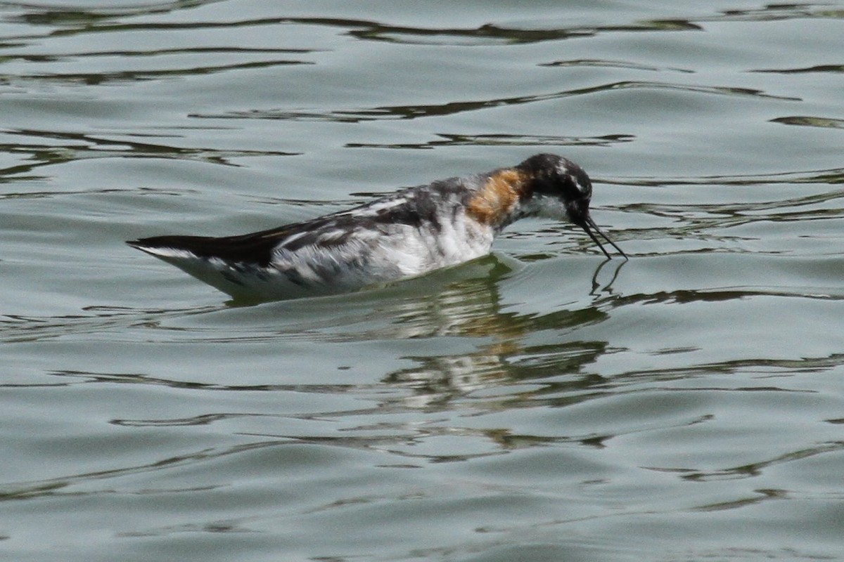 Red-necked Phalarope - ML593613861