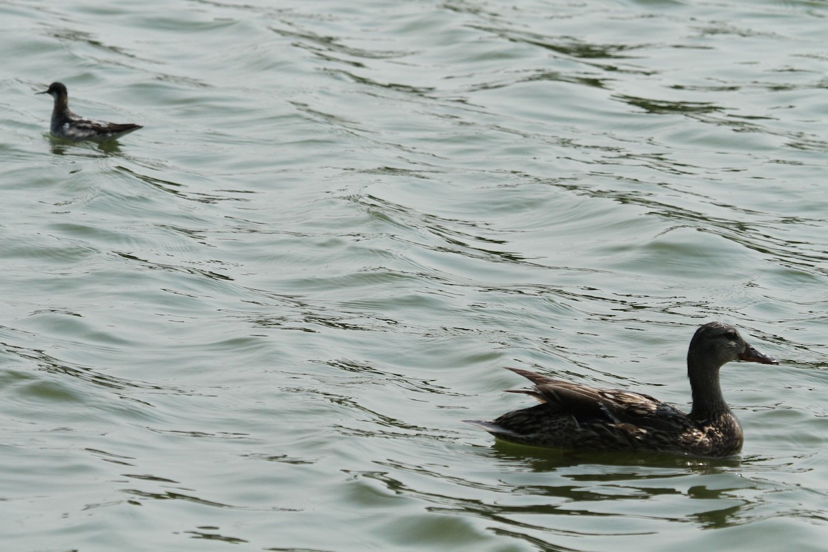 Mallard - Geoffrey Urwin