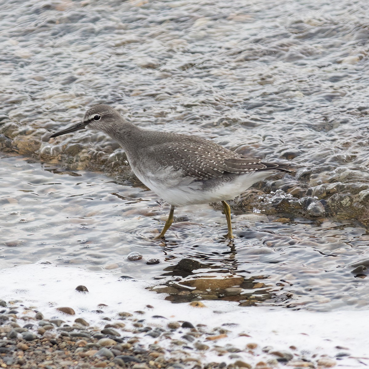 Gray-tailed Tattler - ML593615261