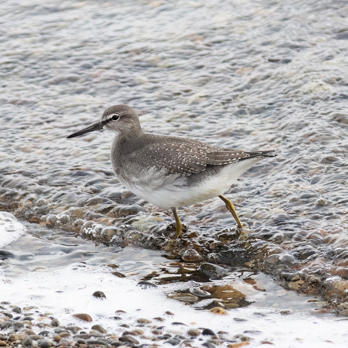 Gray-tailed Tattler - ML593615271