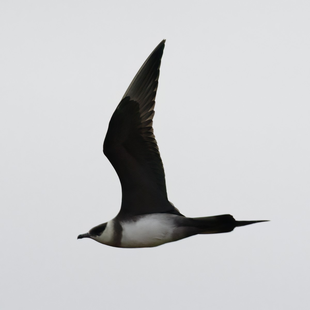 Parasitic Jaeger - ML593615411