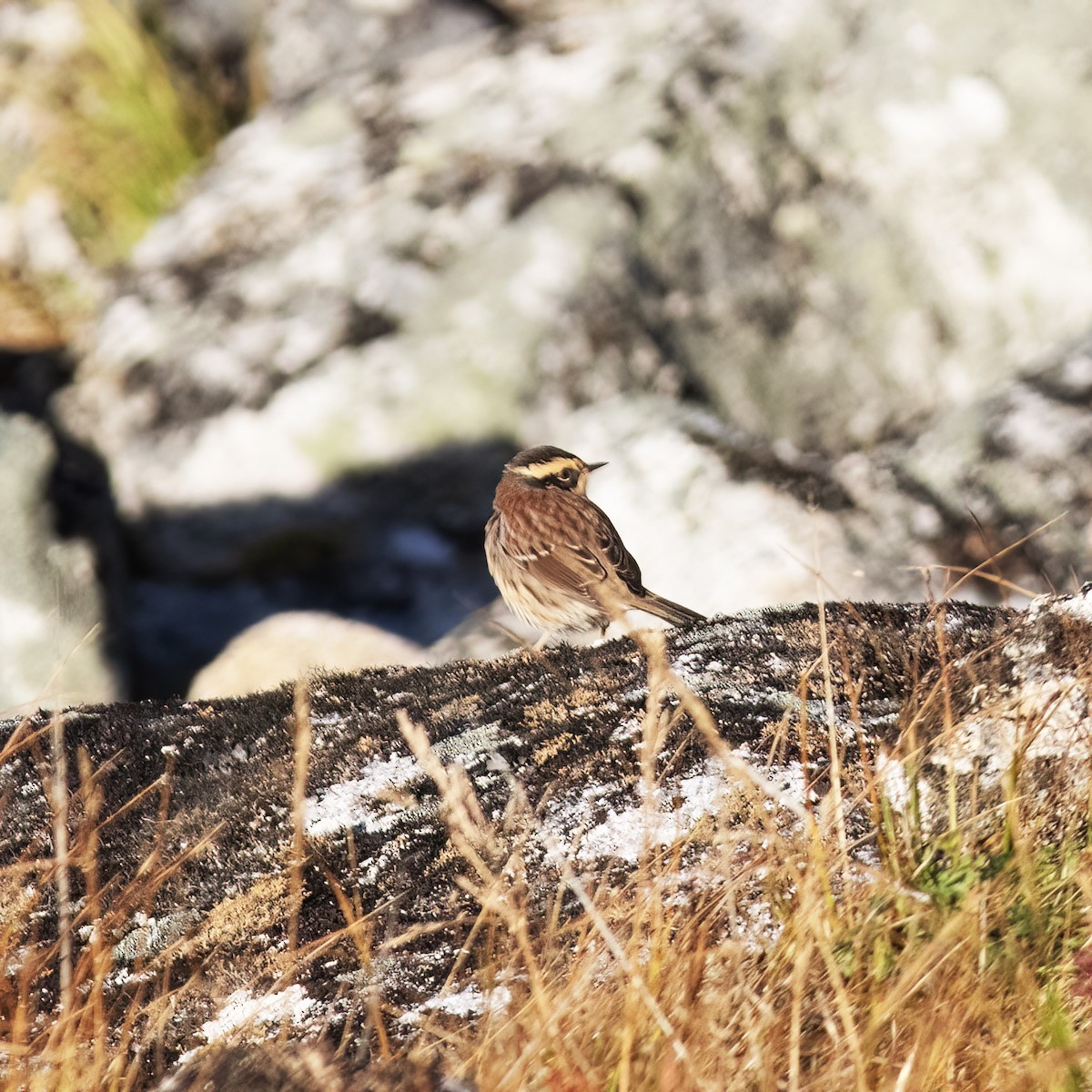 Siberian Accentor - Gary Rosenberg