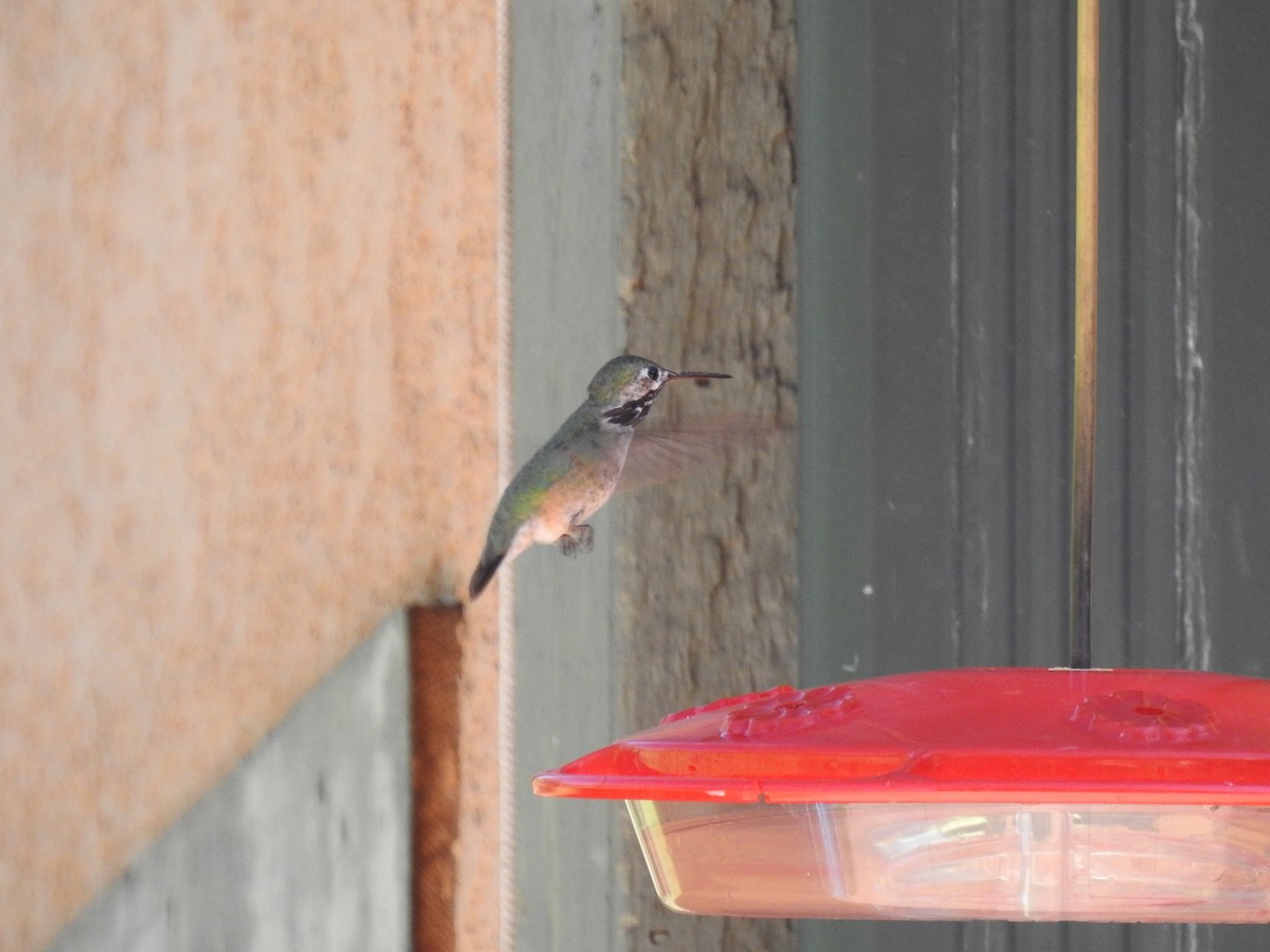 Calliope Hummingbird - ML593615681