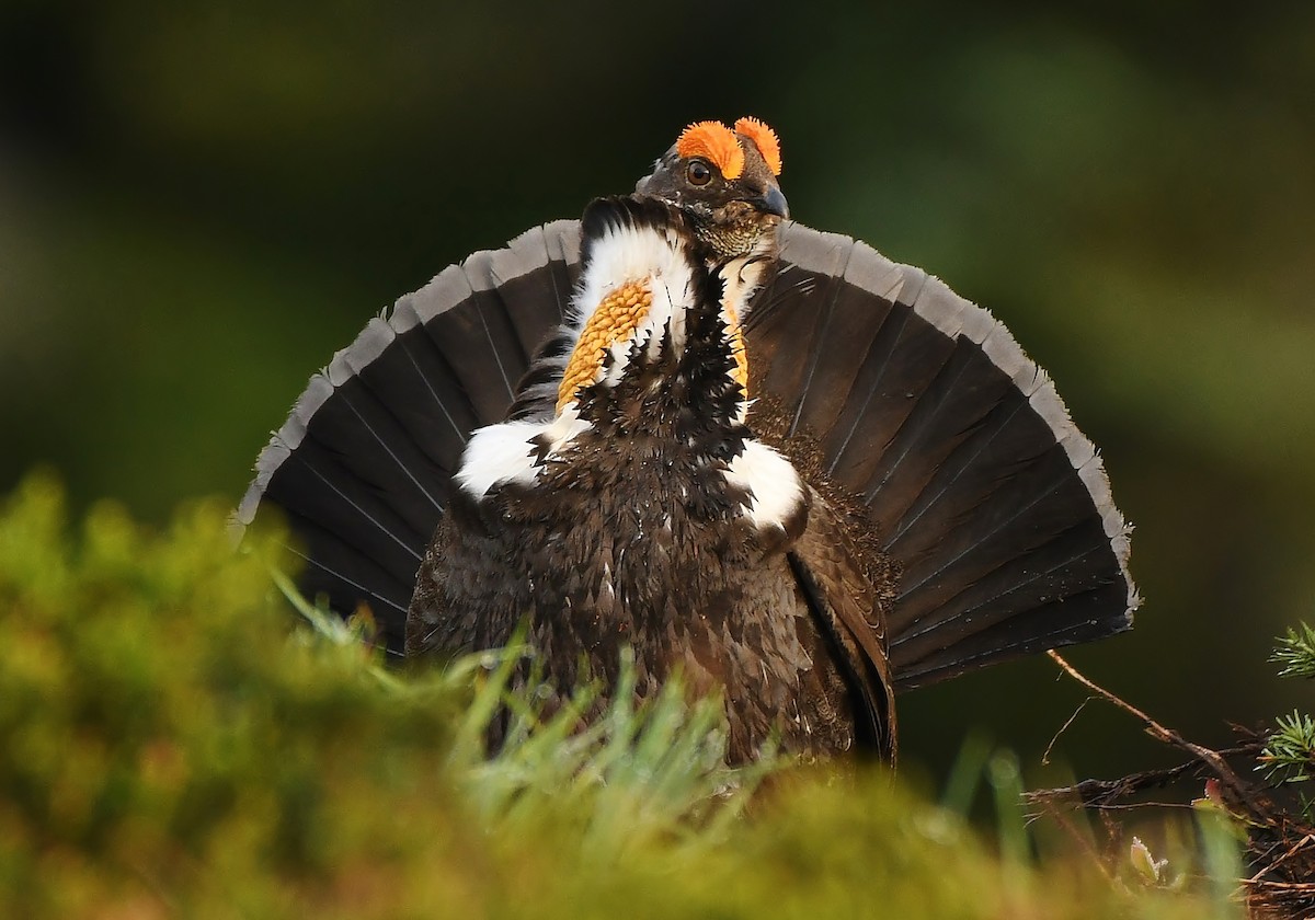 Sooty Grouse - Rachel Hudson