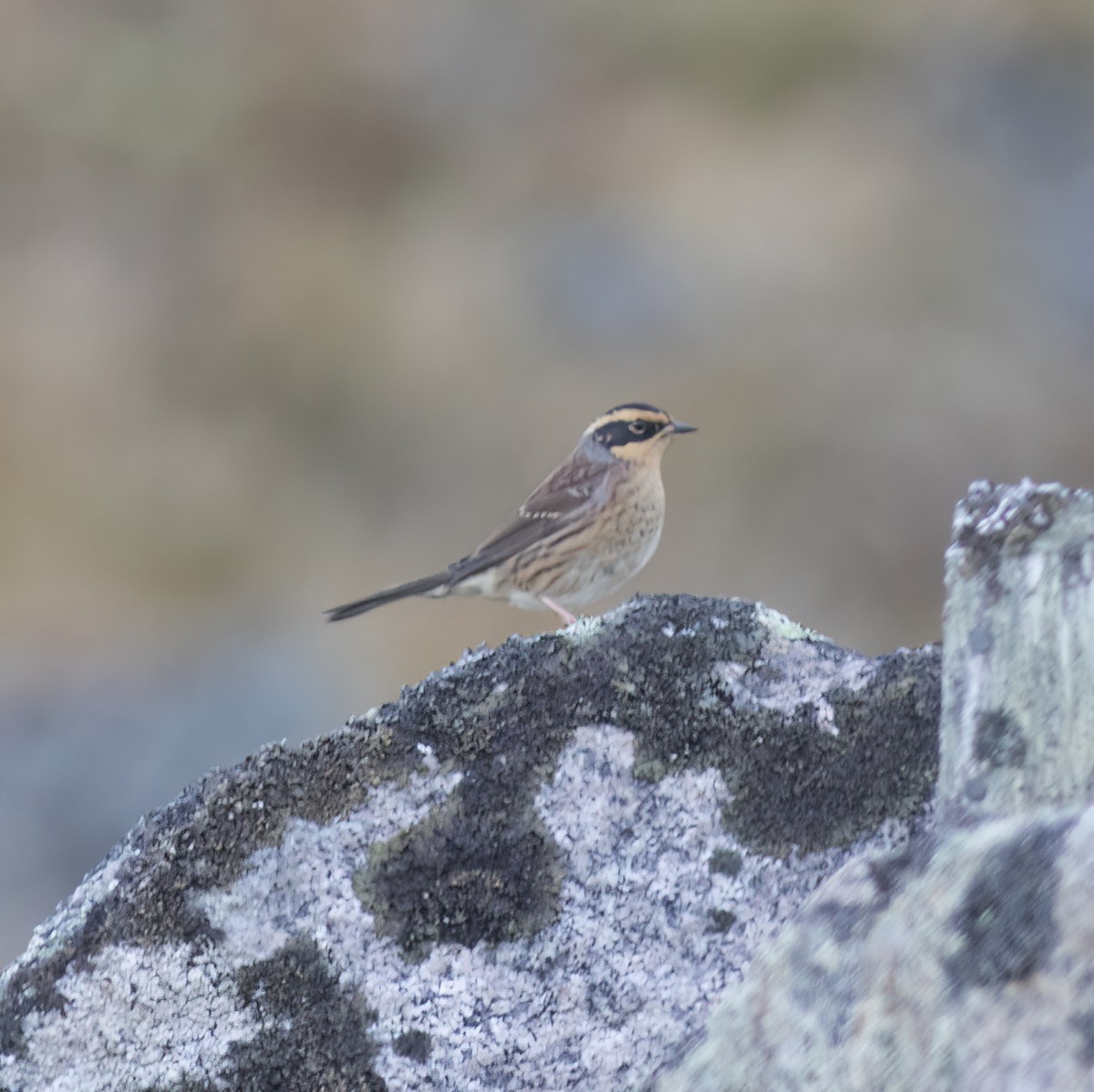 Siberian Accentor - Gary Rosenberg