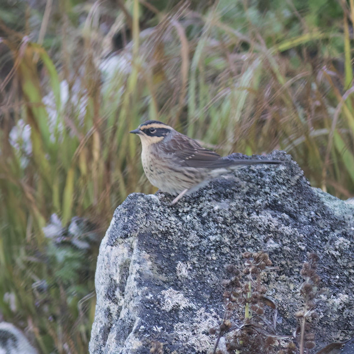 Siberian Accentor - ML593616041