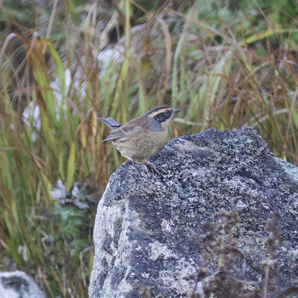 Siberian Accentor - ML593616071