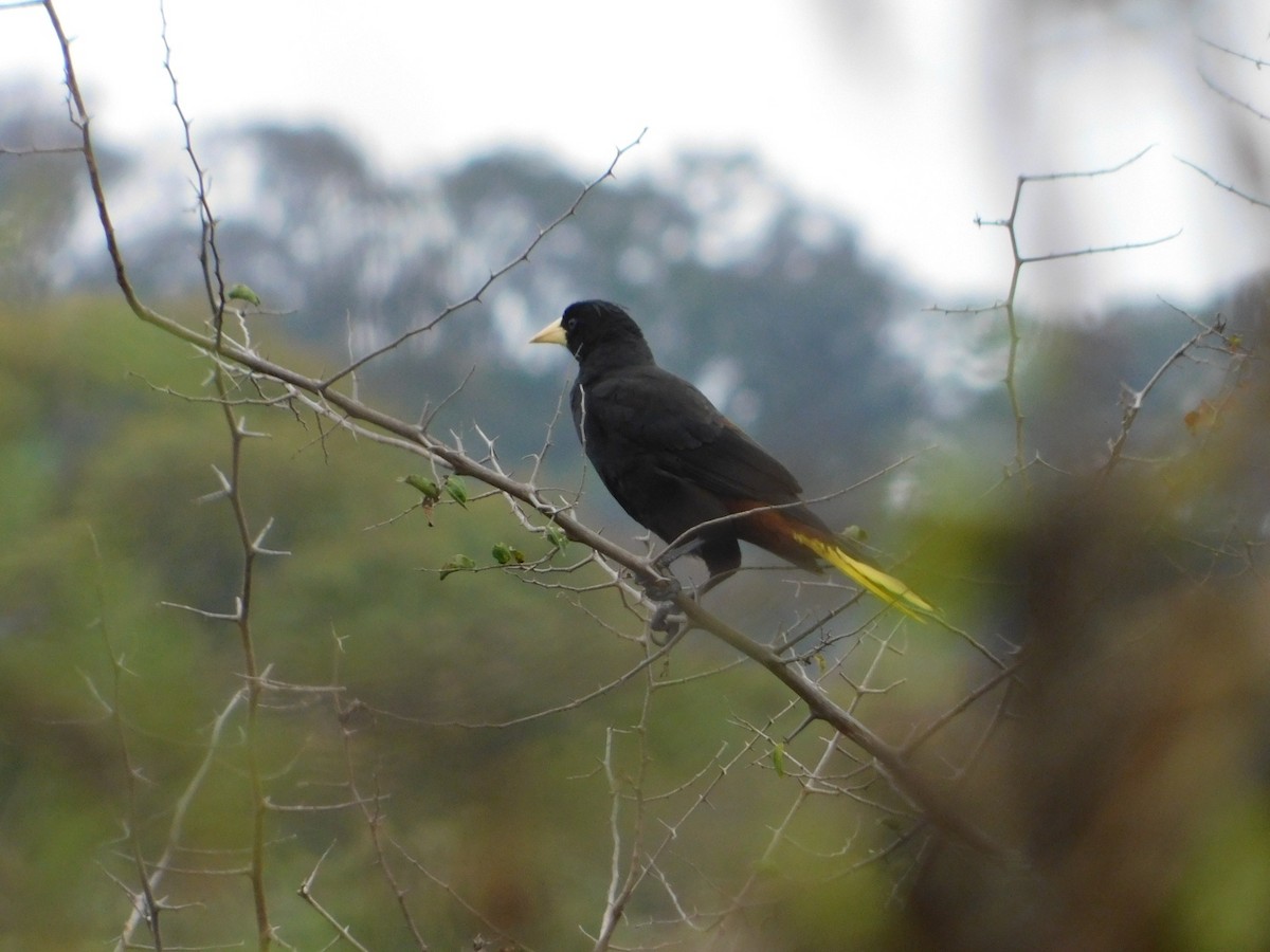 Crested Oropendola - ML593616481