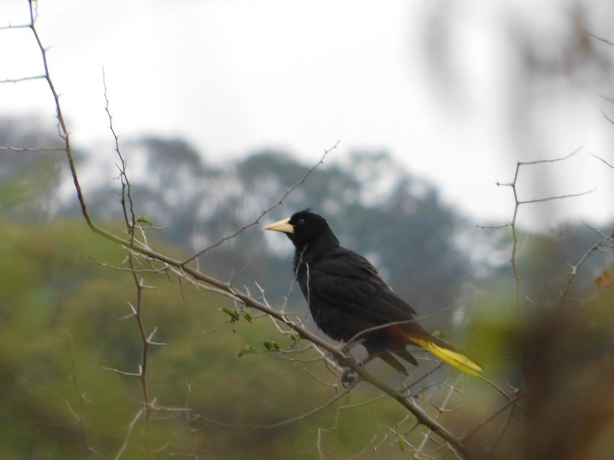 Crested Oropendola - ML593616491
