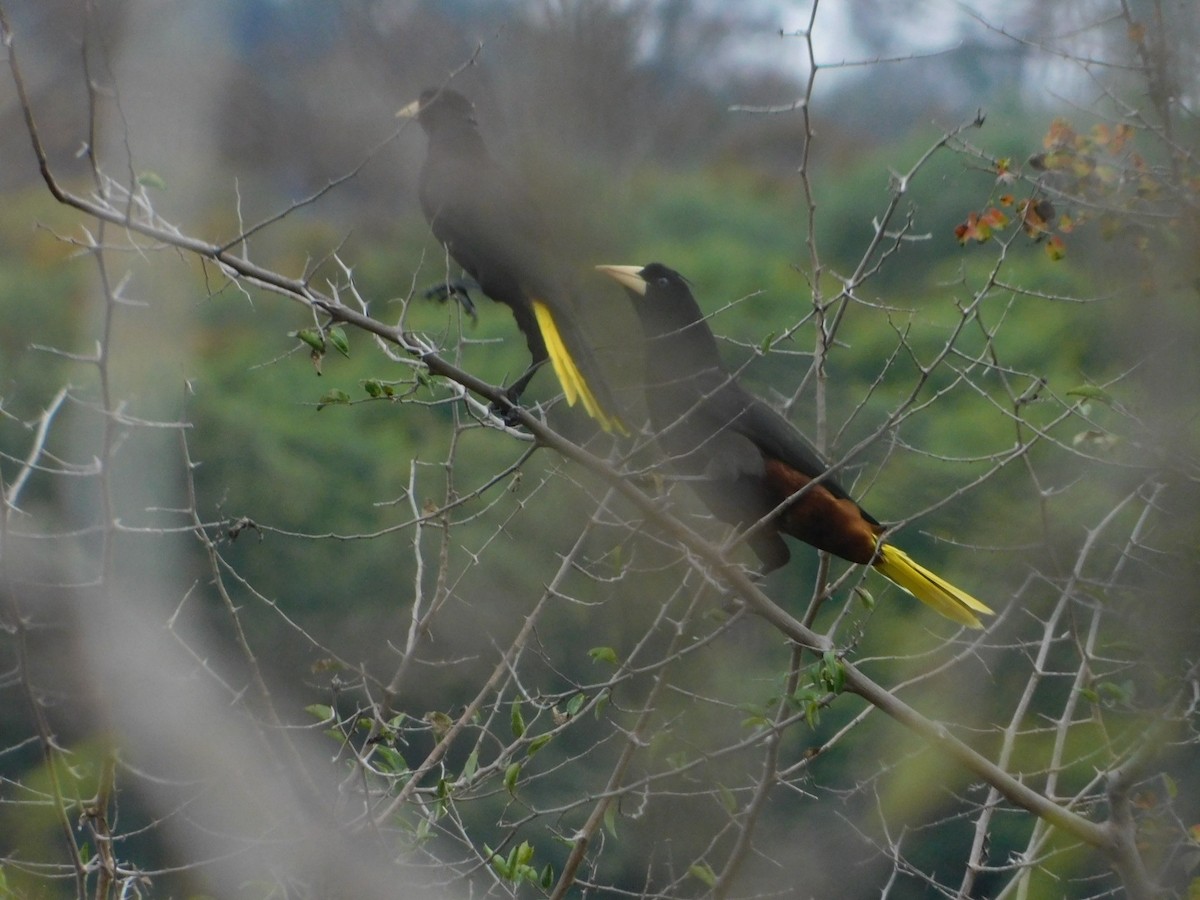 Crested Oropendola - ML593616511