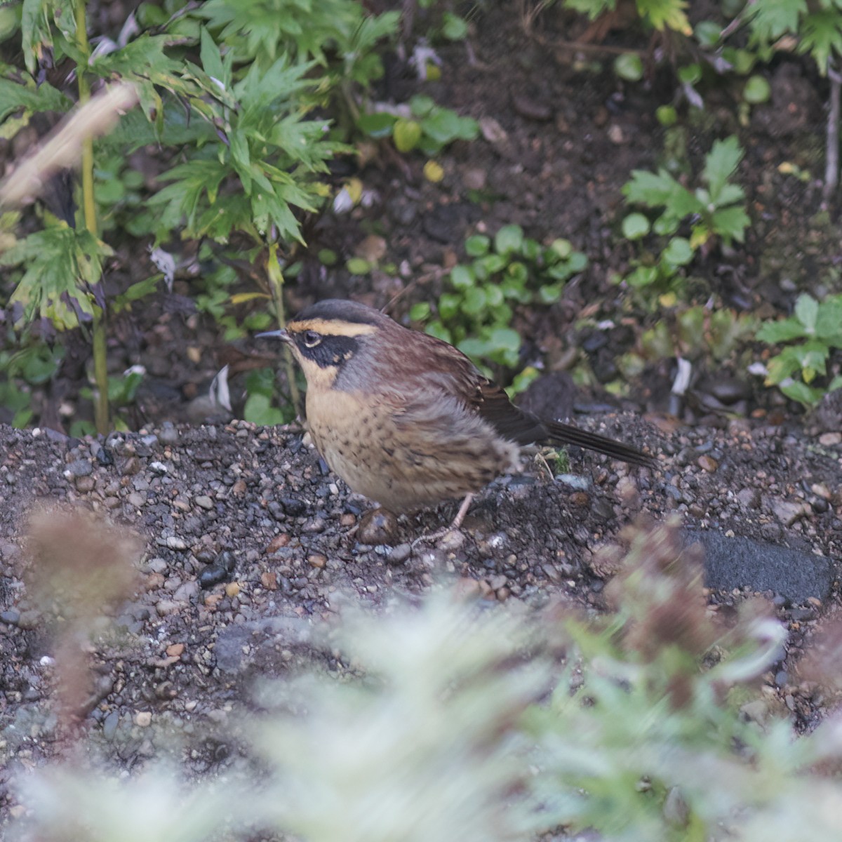 Siberian Accentor - ML593616541