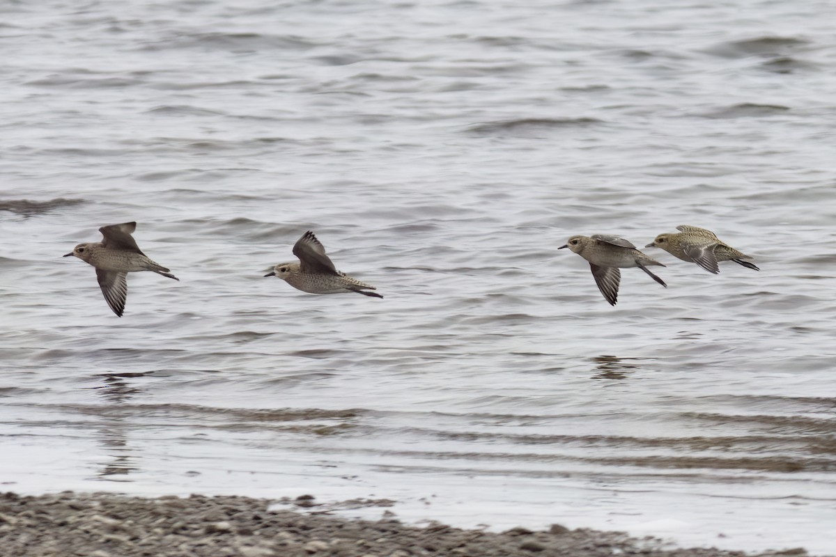 Pacific Golden-Plover - ML593616611