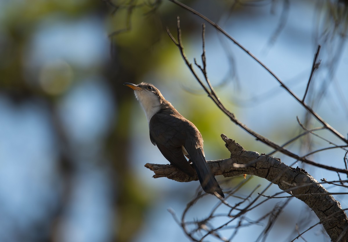 Yellow-billed Cuckoo - Henry Chiu