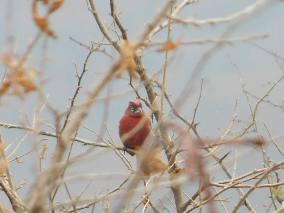 Red-crested Finch - ML593616841