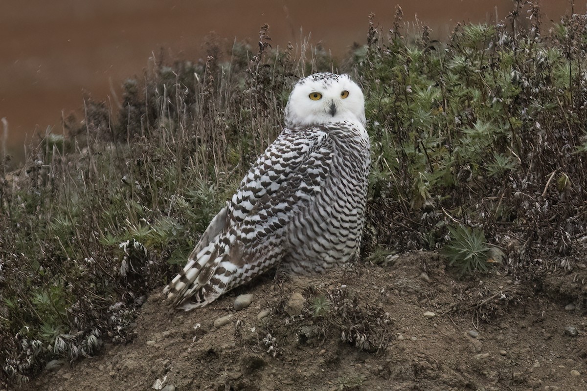 Snowy Owl - ML593616861
