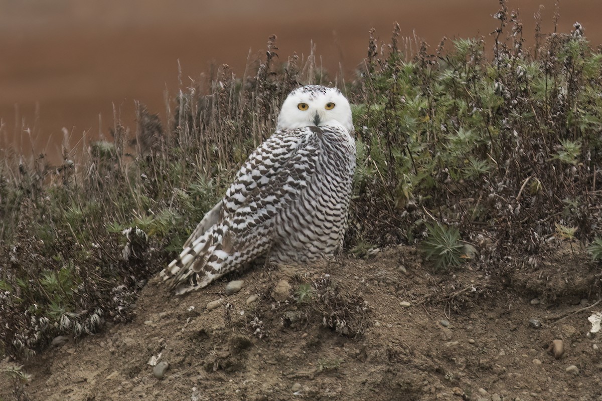 Snowy Owl - ML593616871