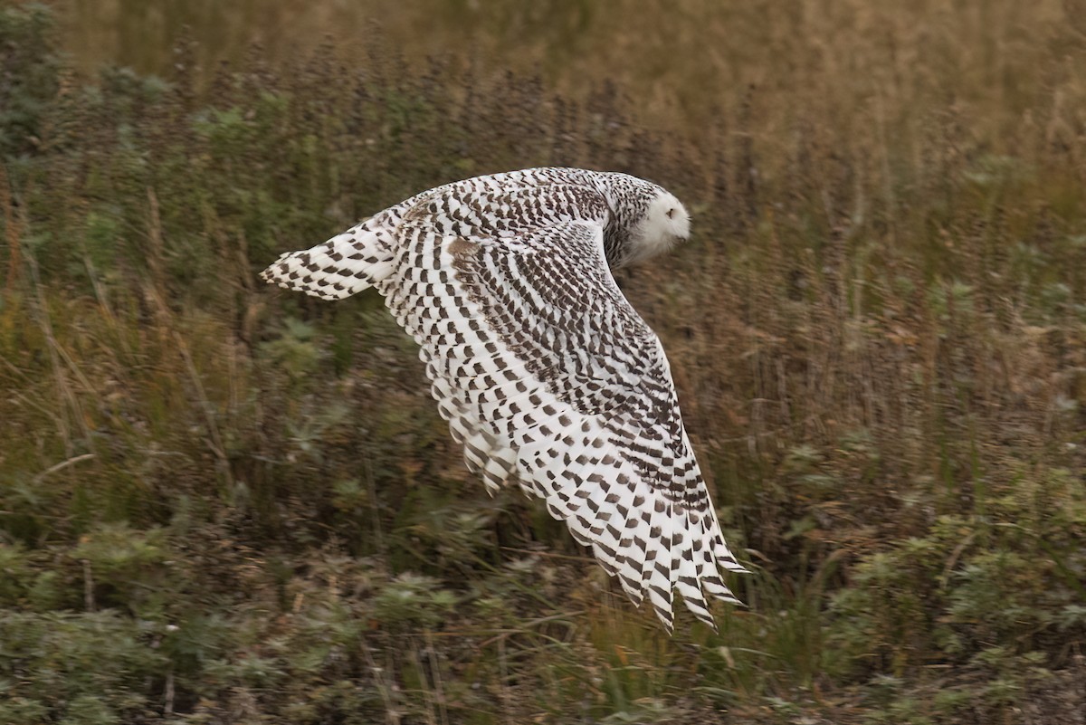Snowy Owl - ML593616881