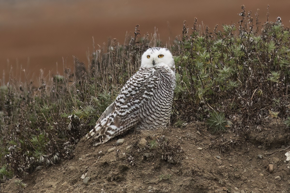 Snowy Owl - ML593616901