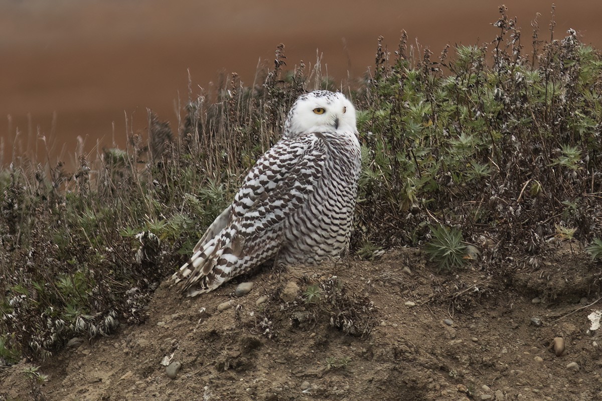 Snowy Owl - ML593616911