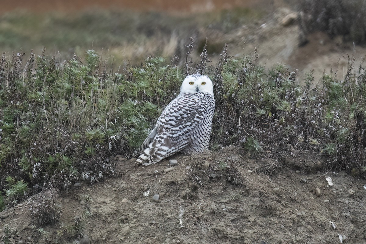 Snowy Owl - ML593616921