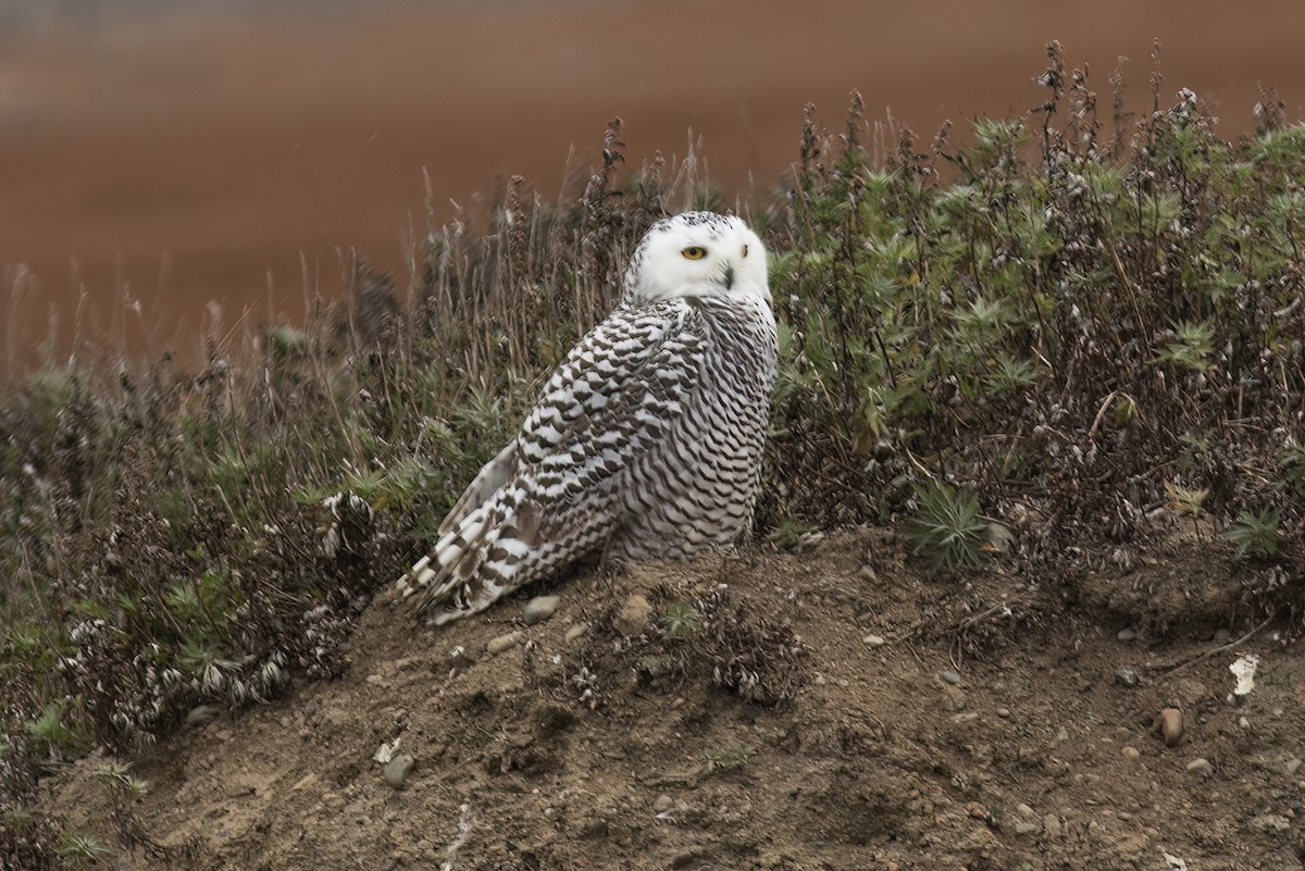 Snowy Owl - ML593616941