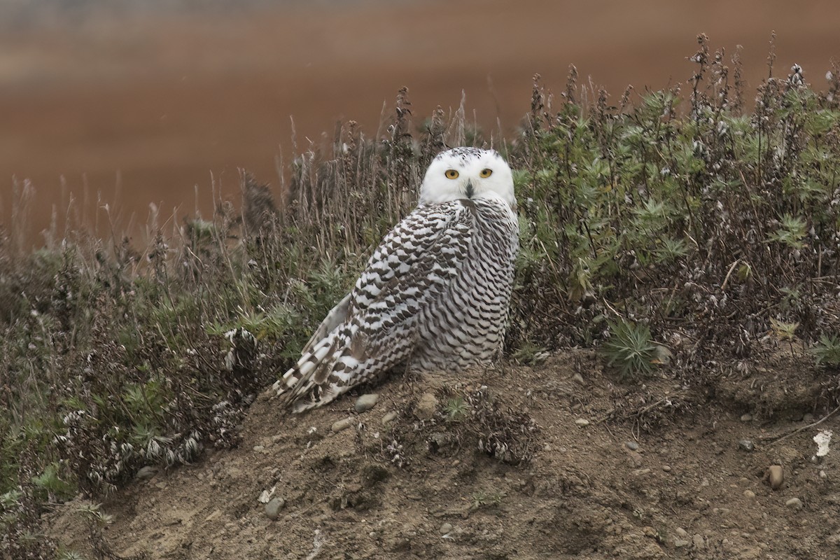 Snowy Owl - ML593616951