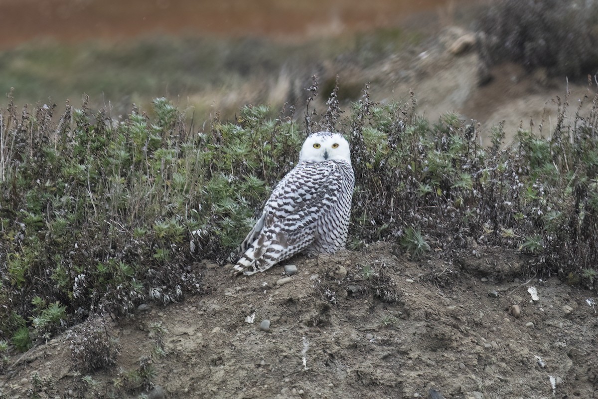 Snowy Owl - ML593616961