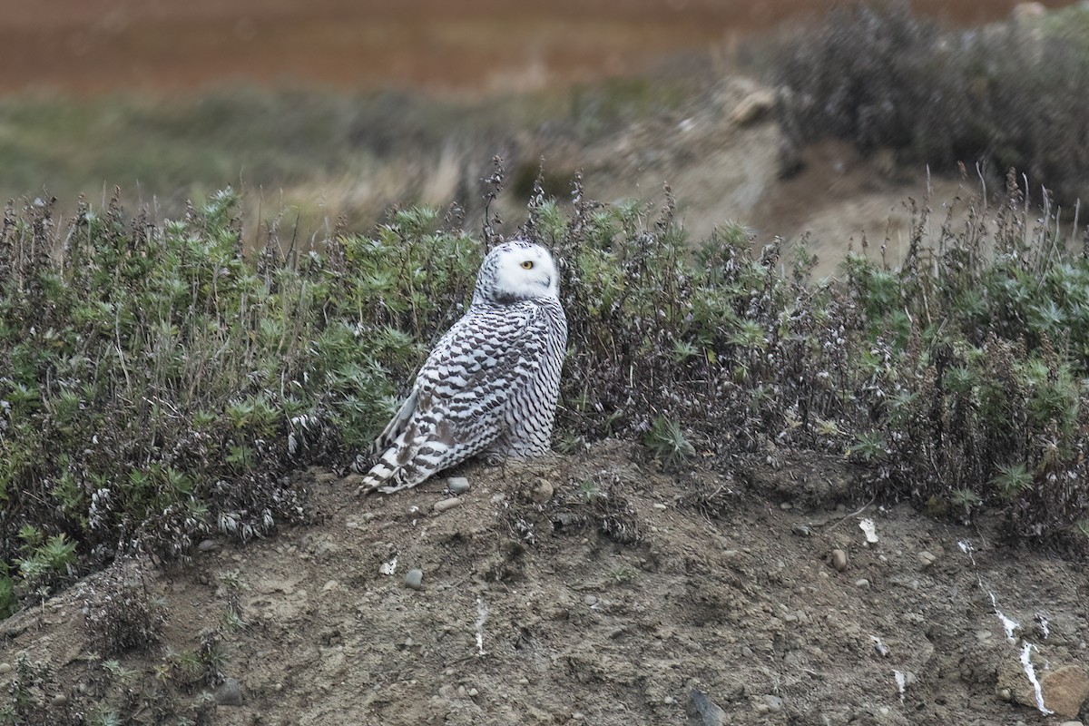 Snowy Owl - ML593616971