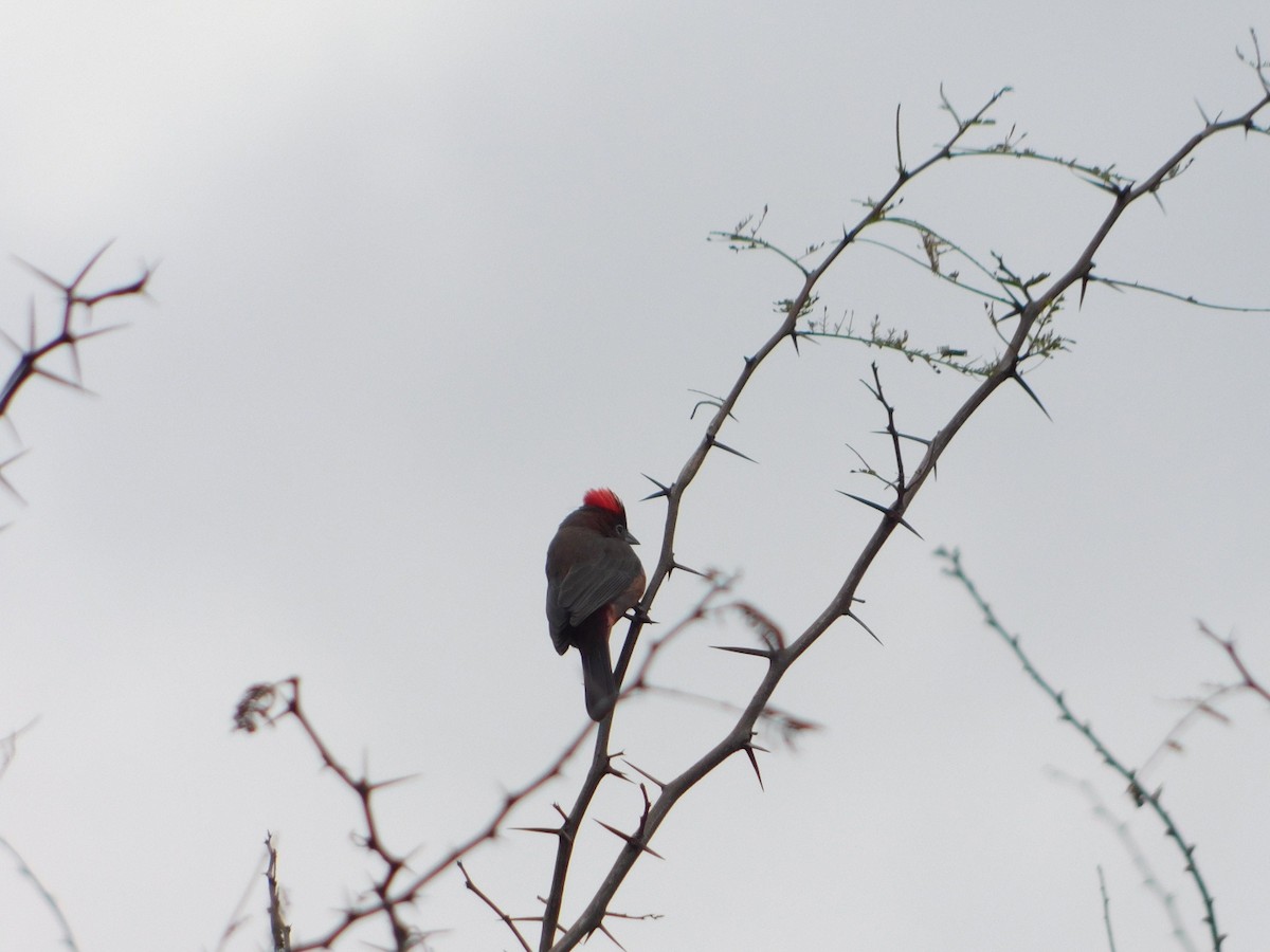 Red-crested Finch - ML593617321