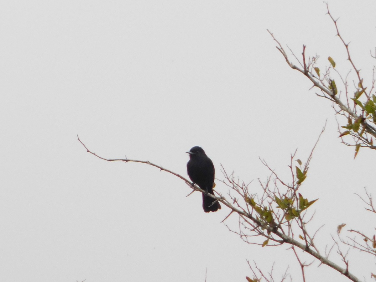 White-winged Black-Tyrant - ML593617541