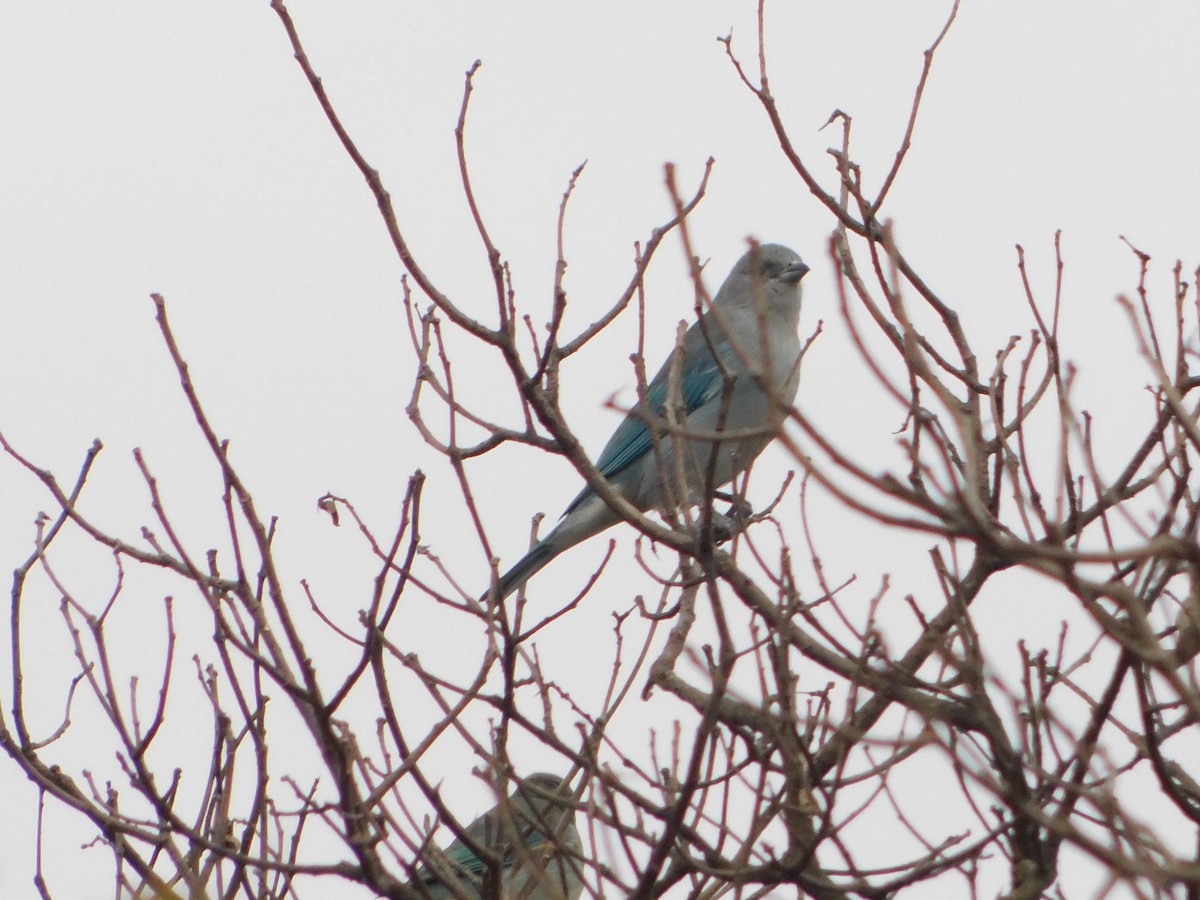 Sayaca Tanager - ML593618051