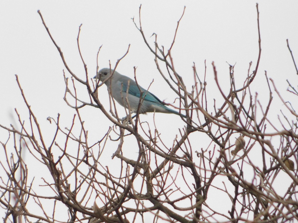 Sayaca Tanager - ML593618061