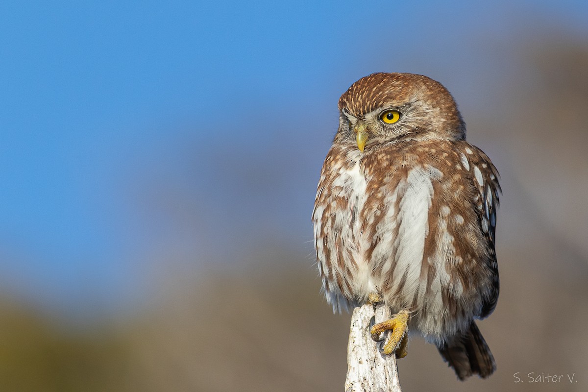 Austral Pygmy-Owl - ML593618581
