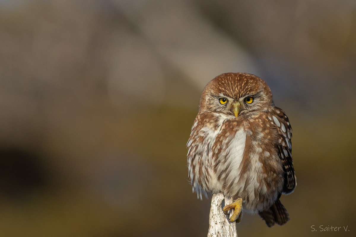 Austral Pygmy-Owl - ML593618591