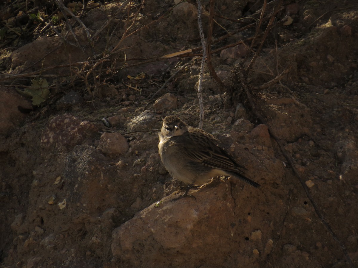 Cinereous Conebill - ML593618631