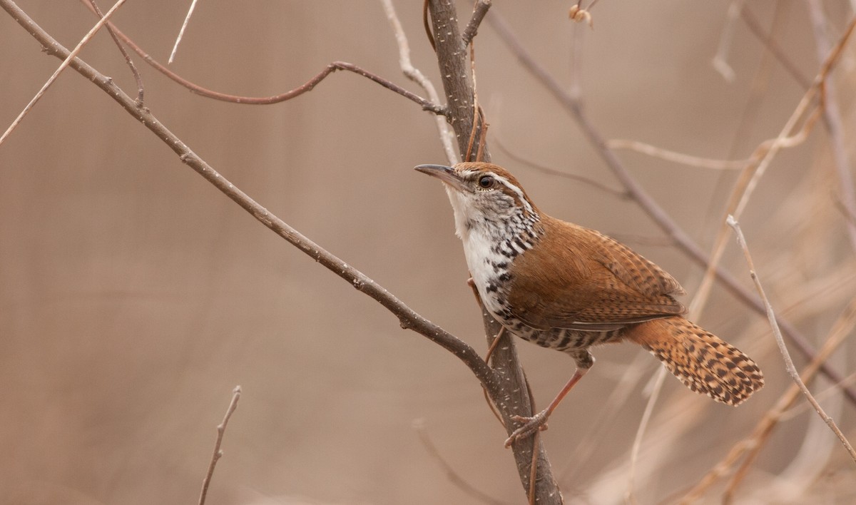 Banded Wren - Marshall Iliff