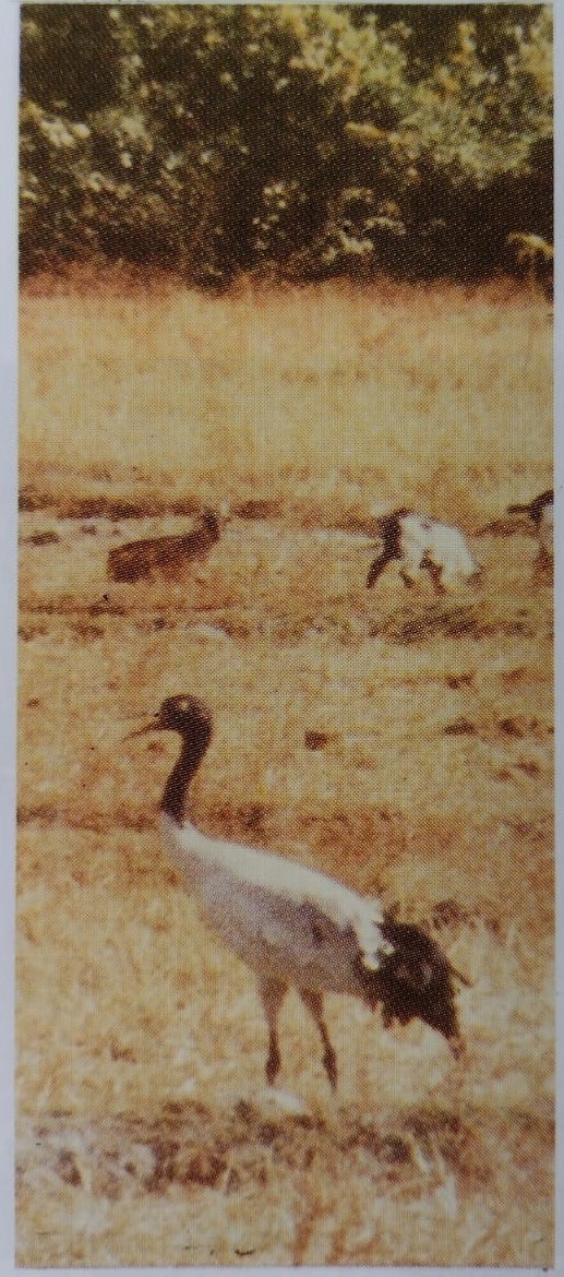 Black-necked Crane - ML593619221
