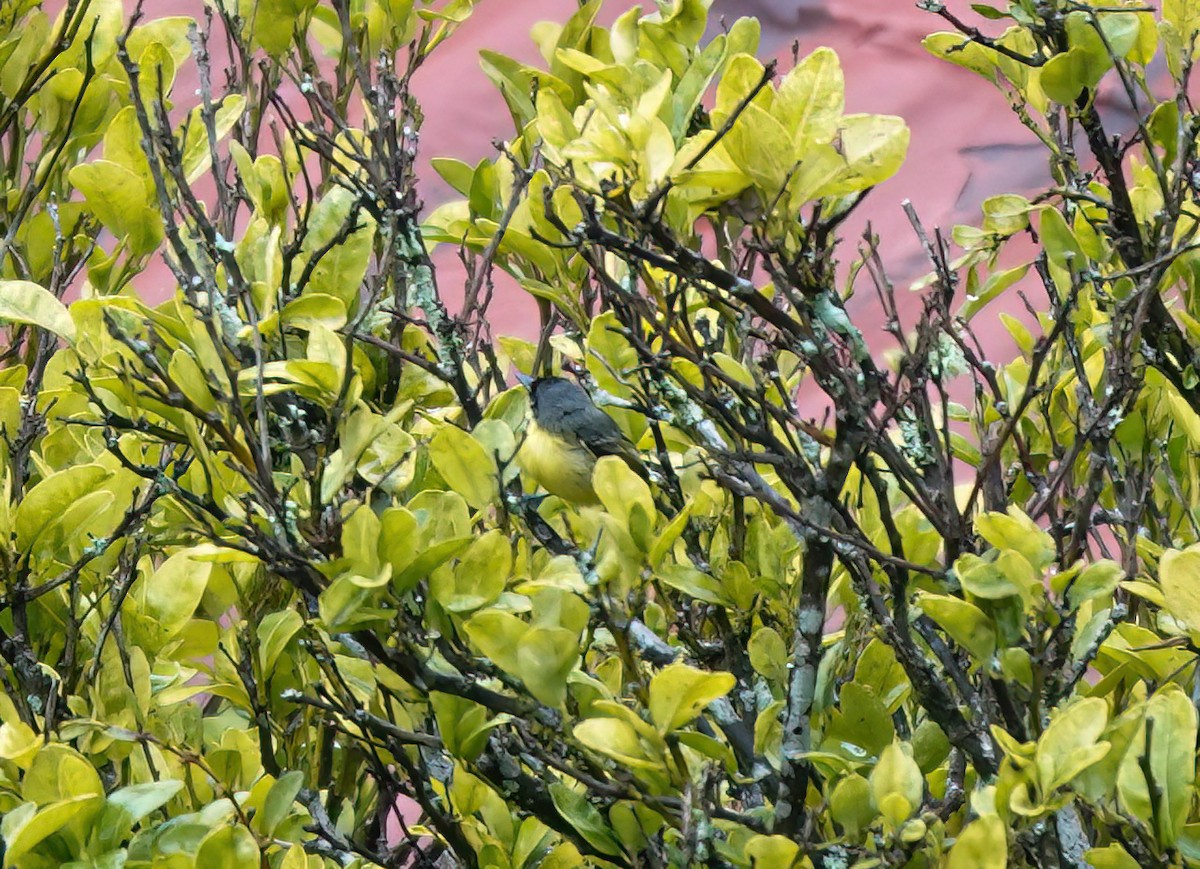 Common Tody-Flycatcher - ML593619531