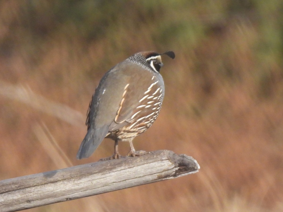 California Quail - ML593619611