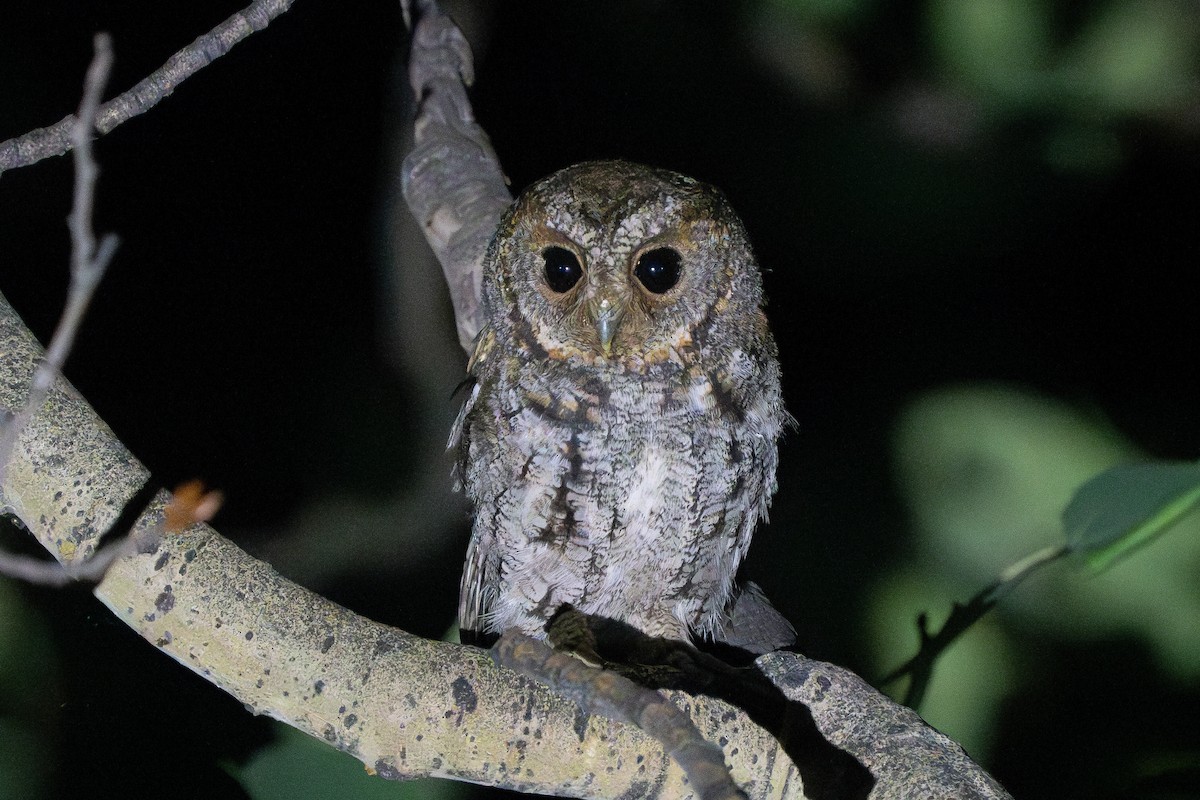Flammulated Owl - ML593619981