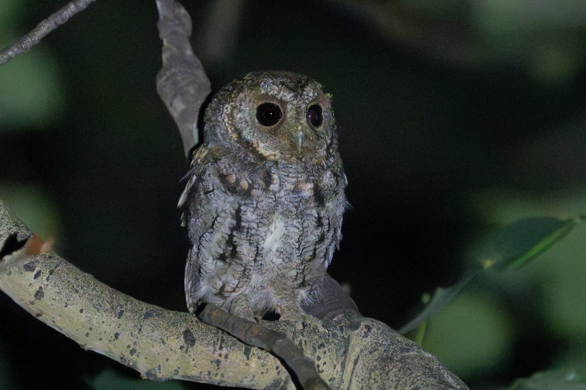 Flammulated Owl - ML593619991