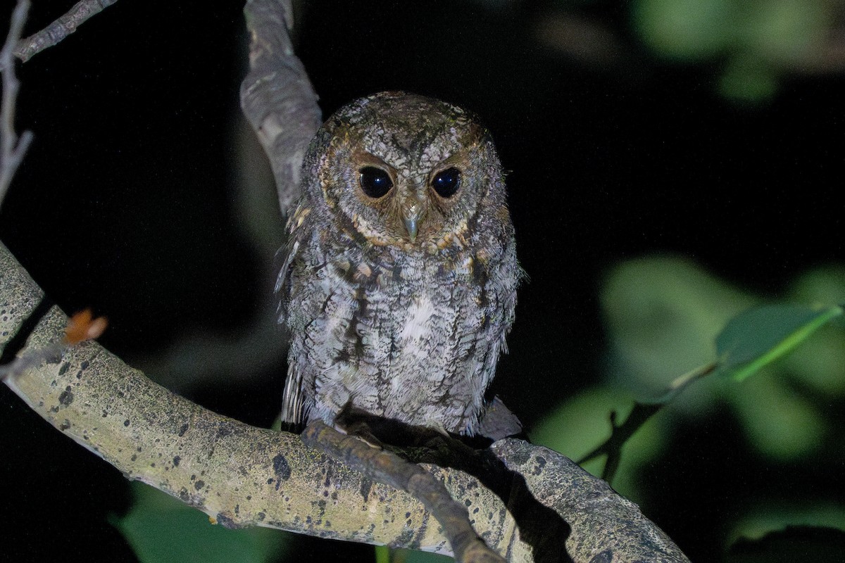 Flammulated Owl - ML593620001