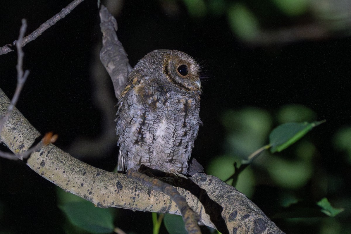 Flammulated Owl - Robert Raker