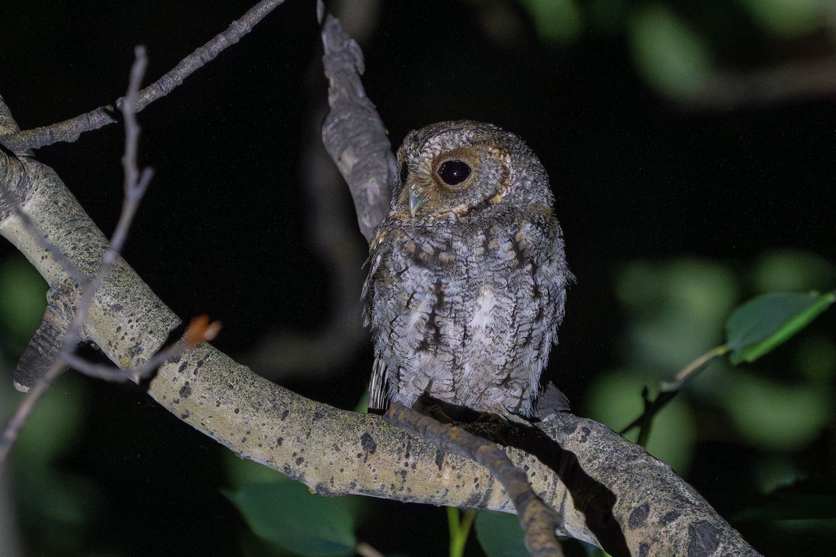 Flammulated Owl - ML593620021