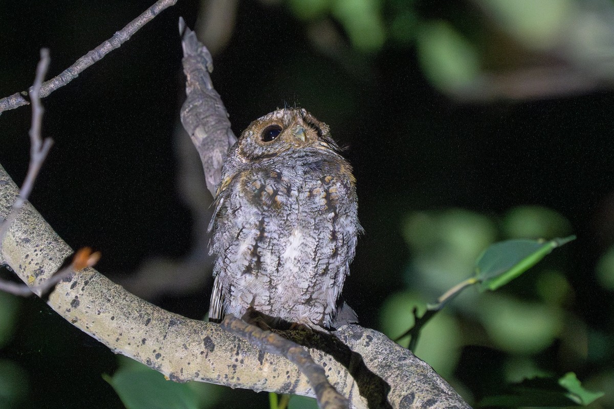 Flammulated Owl - Robert Raker